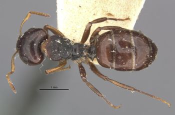 Media type: image;   Entomology 21606 Aspect: habitus dorsal view